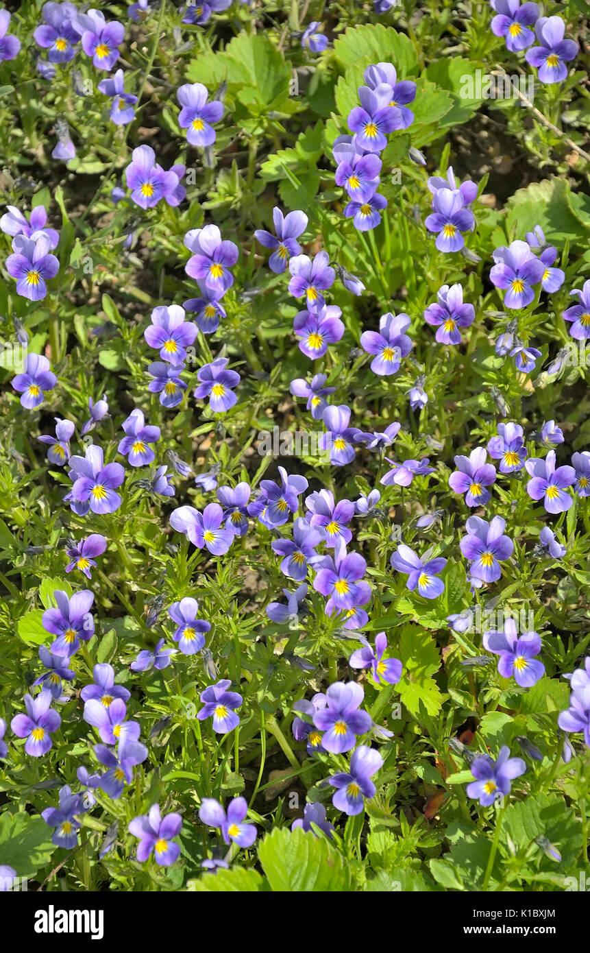 Floral background : beaucoup de violettes bleu sur le pré. Banque D'Images