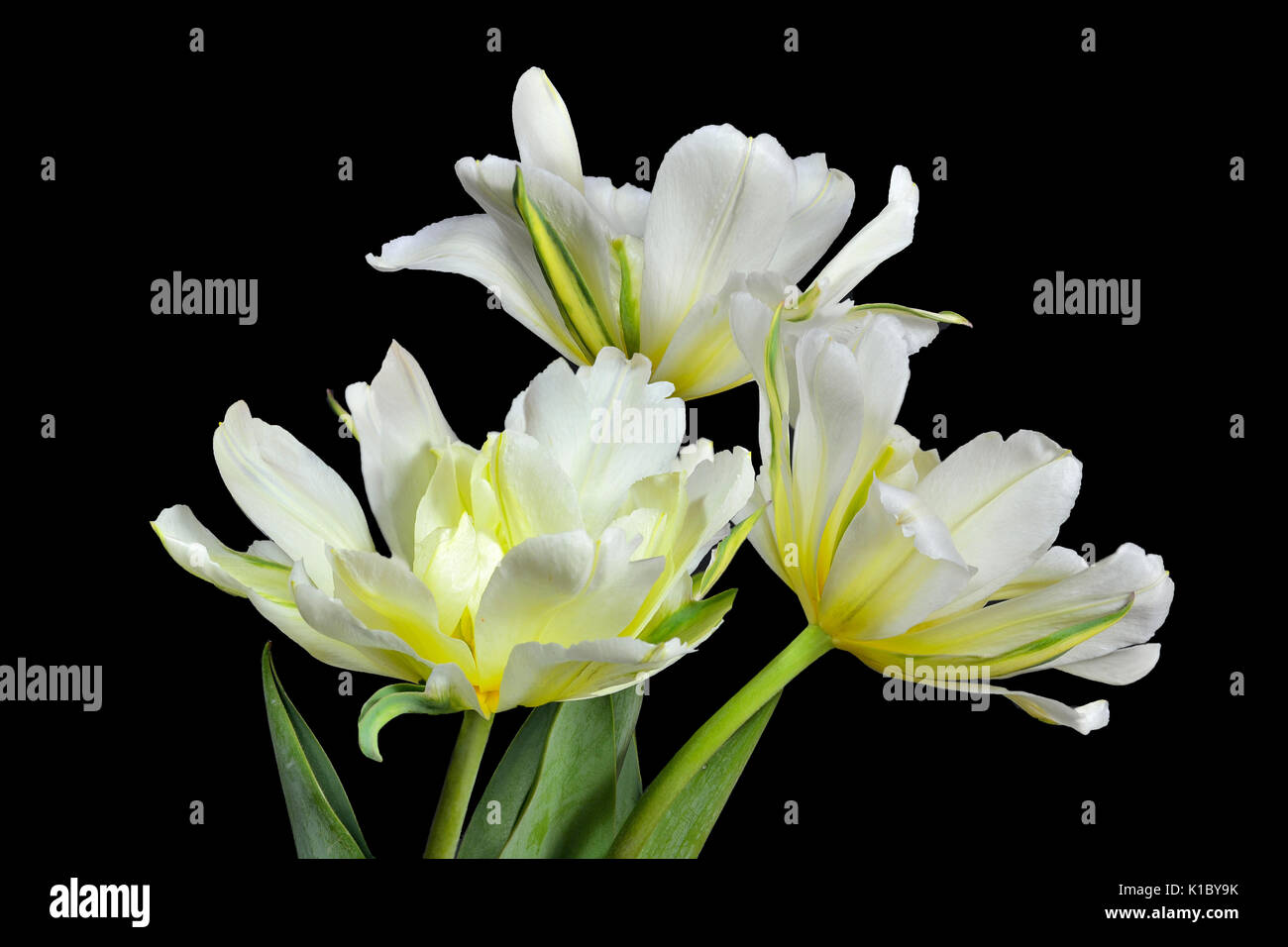 Trois belles fleurs de tulipe jaune et blanc gros plan sur l'arrière-plan noir isolé Banque D'Images