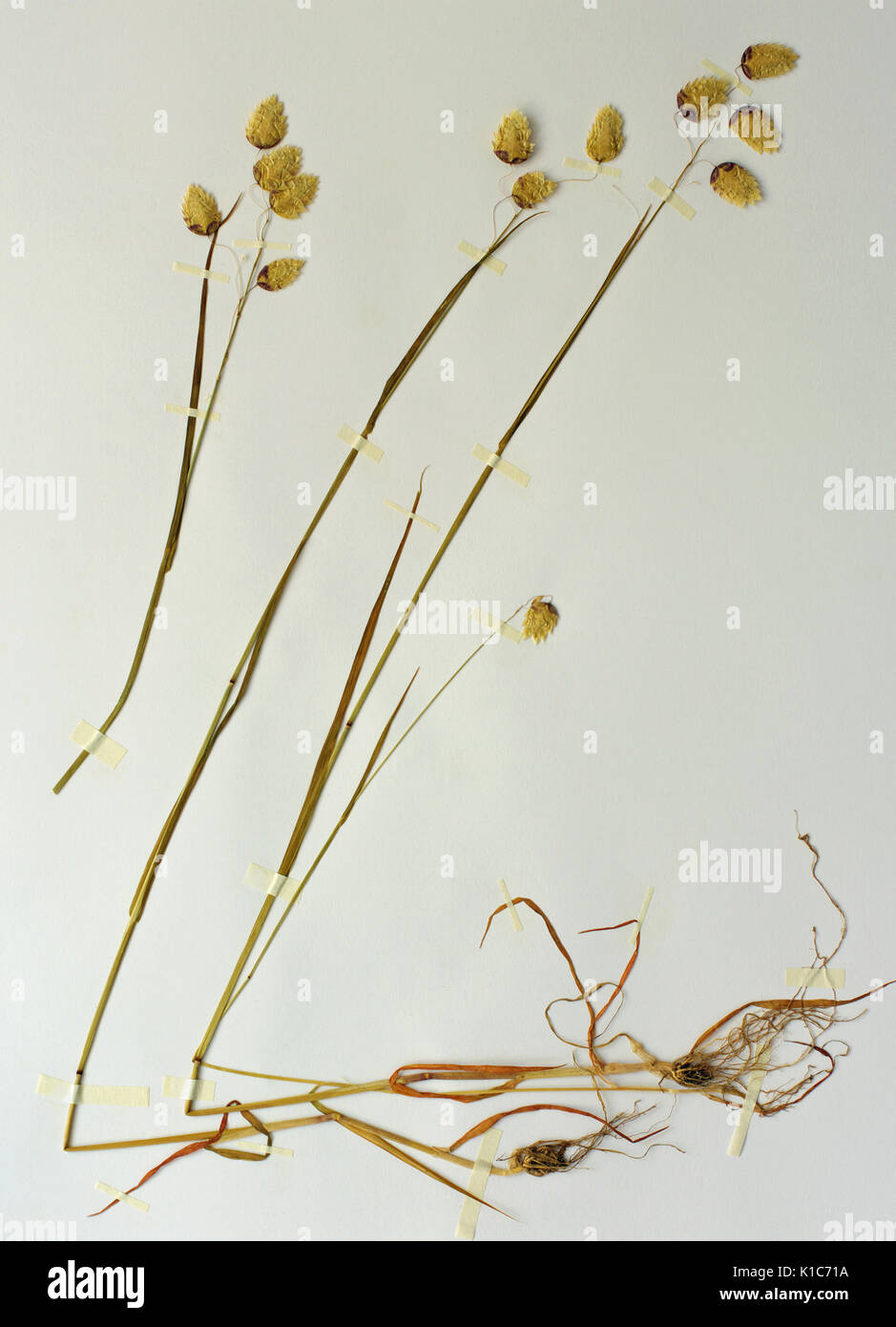 Une feuille d'herbier avec Briza maxima, la grande famille des Poacées, quaking grass Banque D'Images