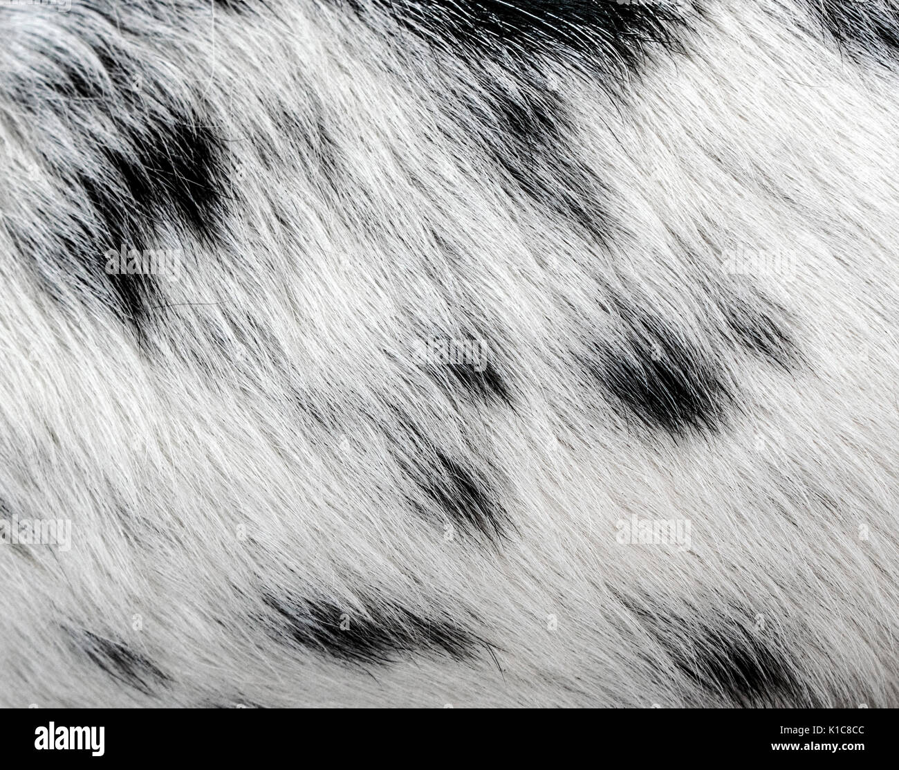 Chien dalmatien fourrure cheveux libre, la texture et le motif, montrant les points noirs sur la fourrure blanche Banque D'Images