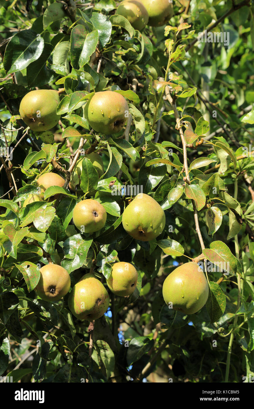 Poires sur Pear Tree dans un jardin, l'Otterington, Thirsk, North Yorkshire, Angleterre Banque D'Images