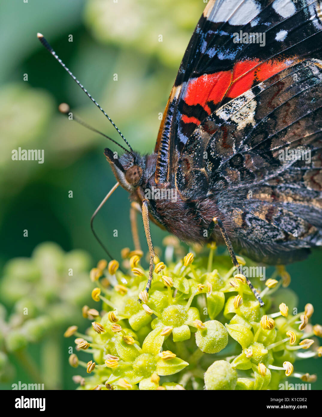 Close up de Vulcain Vanessa atalanta Papillon se nourrissant de fleurs de lierre Banque D'Images