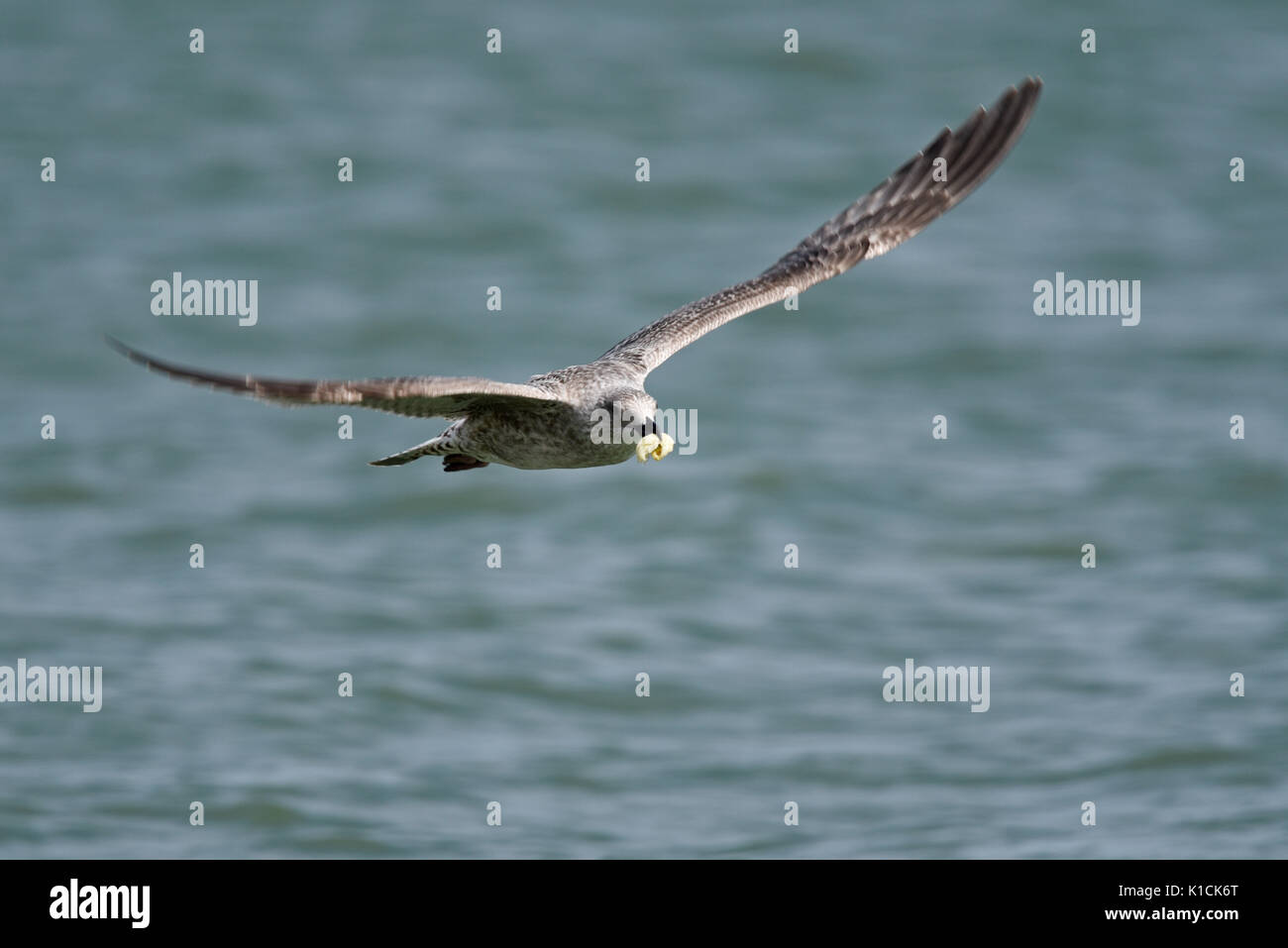 Mouette argentée juvénile Larus argentatus volant bas au-dessus de la mer transportant une prise de nourriture dans son bec. Famille des Gull Laridae Banque D'Images