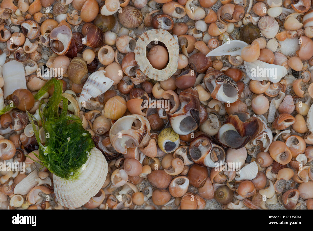 Coquillages colorés, Outer Hebrides Banque D'Images