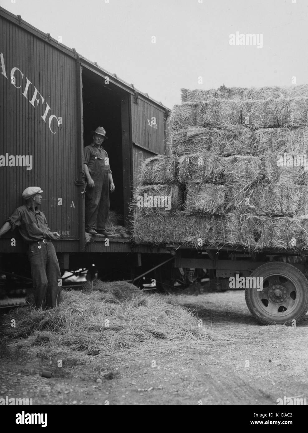 Deux hommes le déchargement des balles de foin dans un wagon, Dickinson, Dakota du Nord, 1936. à partir de la bibliothèque publique de new york. Banque D'Images