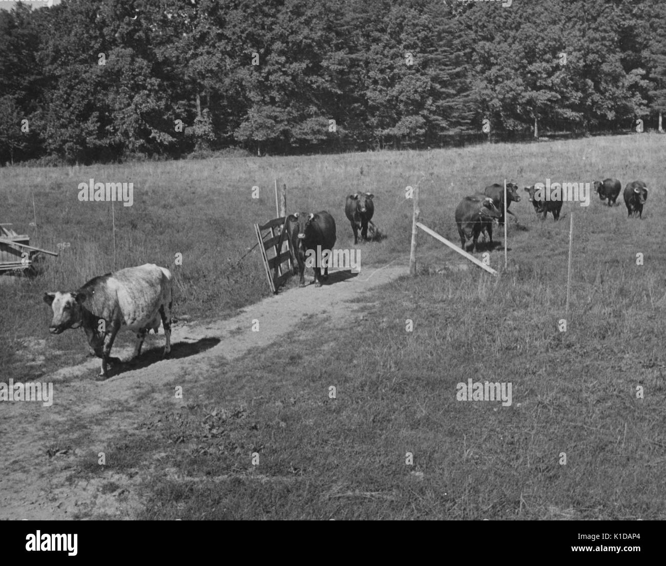 Vaches marchant sur un chemin dans une ferme dans le comté de Price Georges, Maryland, 1935. De la bibliothèque publique de New York. Banque D'Images