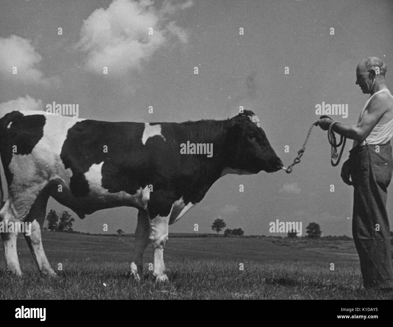 Homme mature portant un maillot de corps et tenant une corde attachée au nez d'un taureau cond sur une ferme à Beltsville, Maryland, 1935. De la bibliothèque publique de New York. Banque D'Images