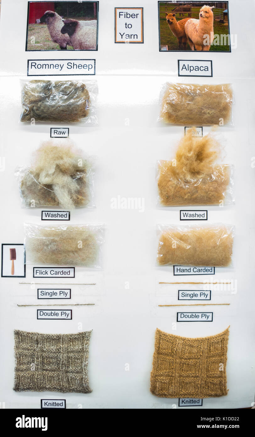 Poster pédagogique avec des échantillons de processus de transformation des fibres synthétiques Banque D'Images