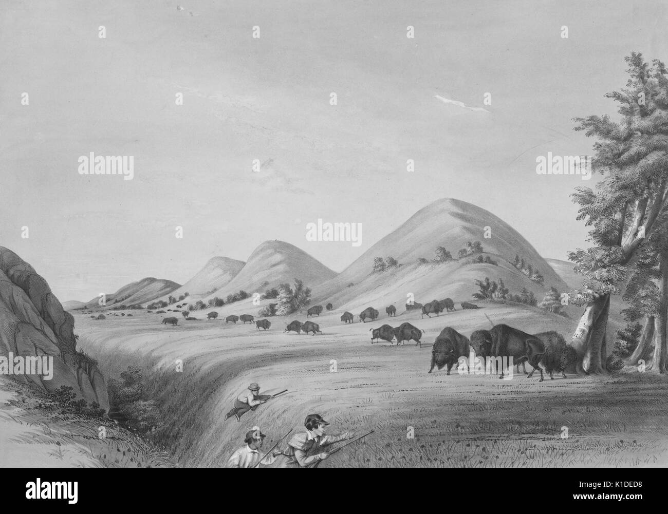 Une peinture représentant un groupe de chasseurs, dans un ravin, attendant de tirer sur le troupeau de buffles, d'autres buffles en arrière-plan peut être vu marche, pâturage, et combat, un terrain composé de petits arbres et collines ondulantes constitue le paysage, 1845. De la bibliothèque publique de New York. Banque D'Images