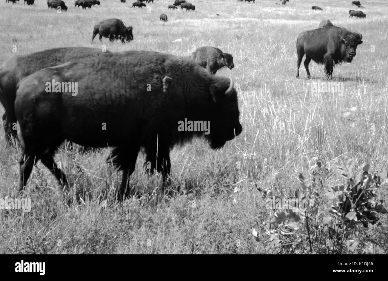 Un troupeau de bisons peut être vu le pâturage et debout dans les champs, les adultes et les jeunes peuvent être vus, plusieurs buffalo sont proches de la photographe, Wyoming, 1975. Banque D'Images