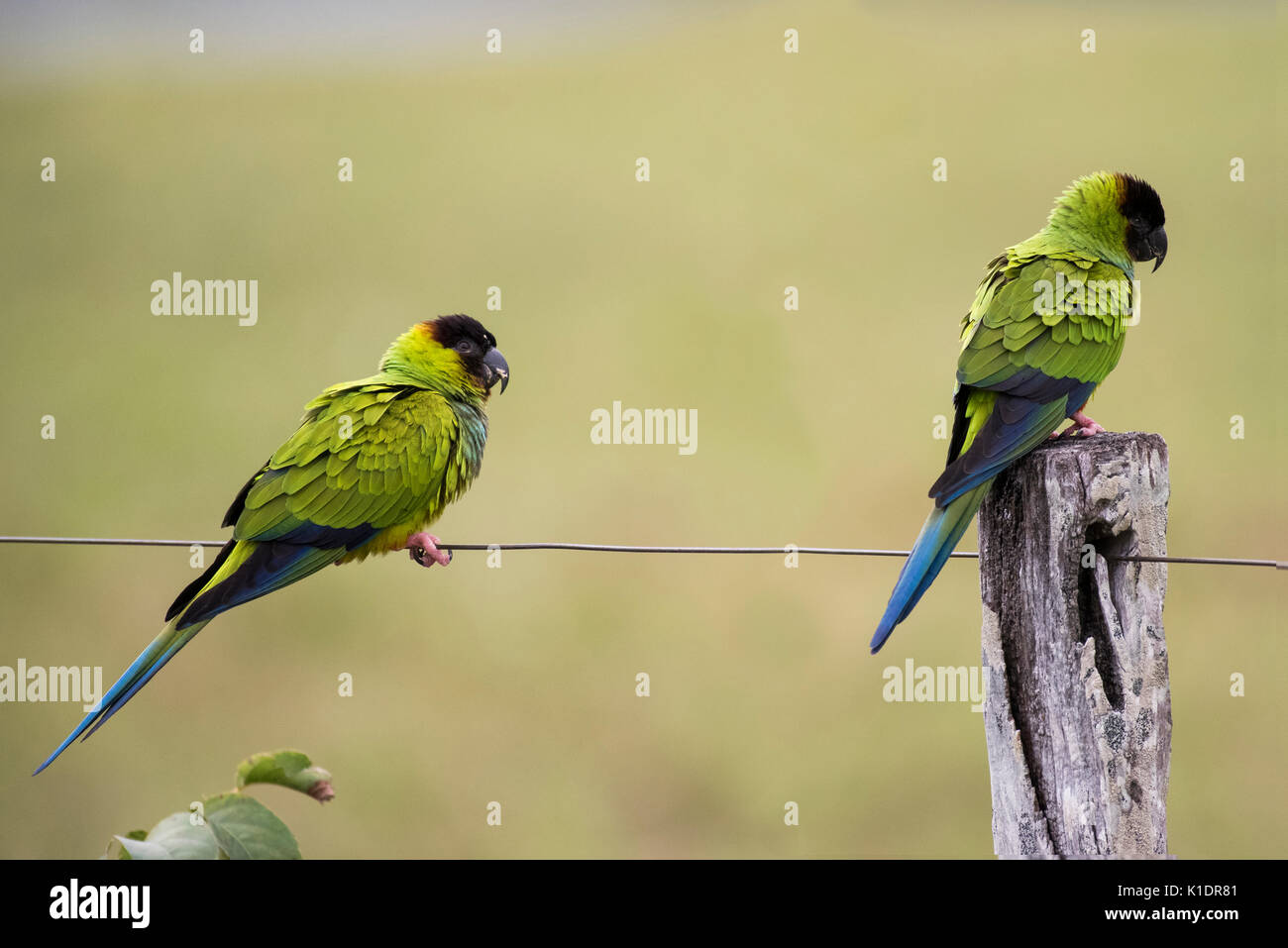 Perruches Nanday Nandayus nenday) (sur piquet, Pantanal, Mato Grosso do Sul, Brésil Banque D'Images