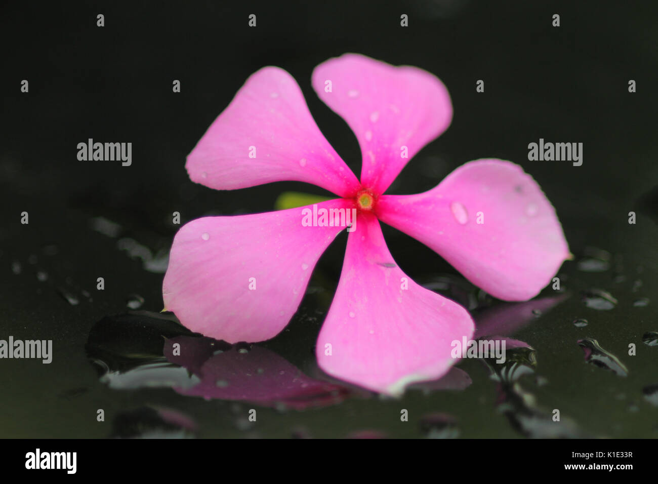 Arrière-plan de spa et de fleurs Banque D'Images