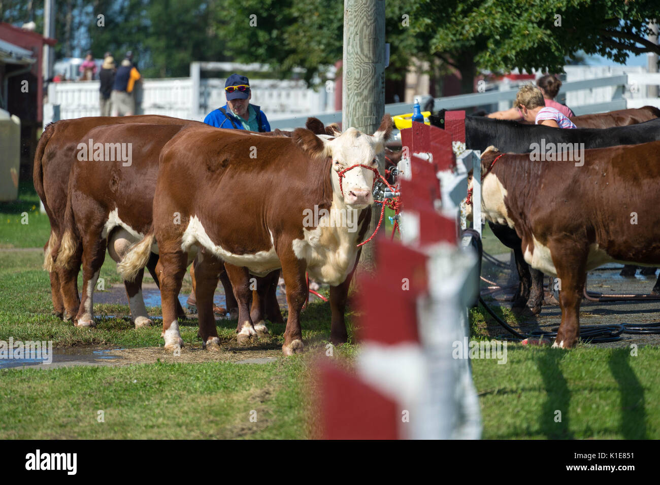 DUNDAS, PRINCE EDWARD ISLAND, CANADA - Le 25 août : les tracteurs concurrents charrue avec amtique au PEI de labour et de la foire agricole le 25 août 201 Banque D'Images