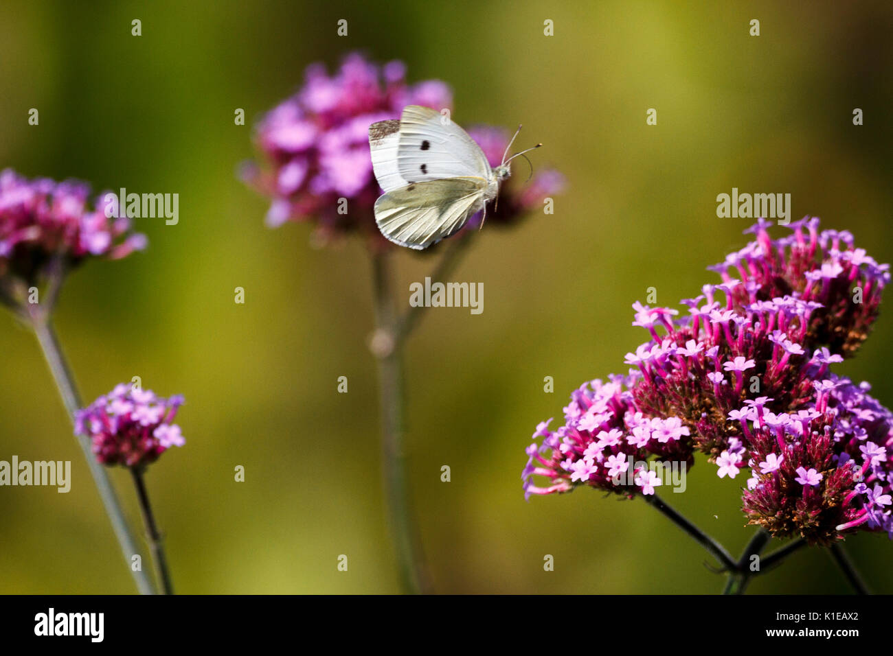Août 27, 2017. Météo britannique. Les petits papillons blancs (Pieris rapae) nourrir chez les plantes de verveine par un chaud matin dans l'East Sussex, UK Crédit : Ed Brown/Alamy Live News Banque D'Images