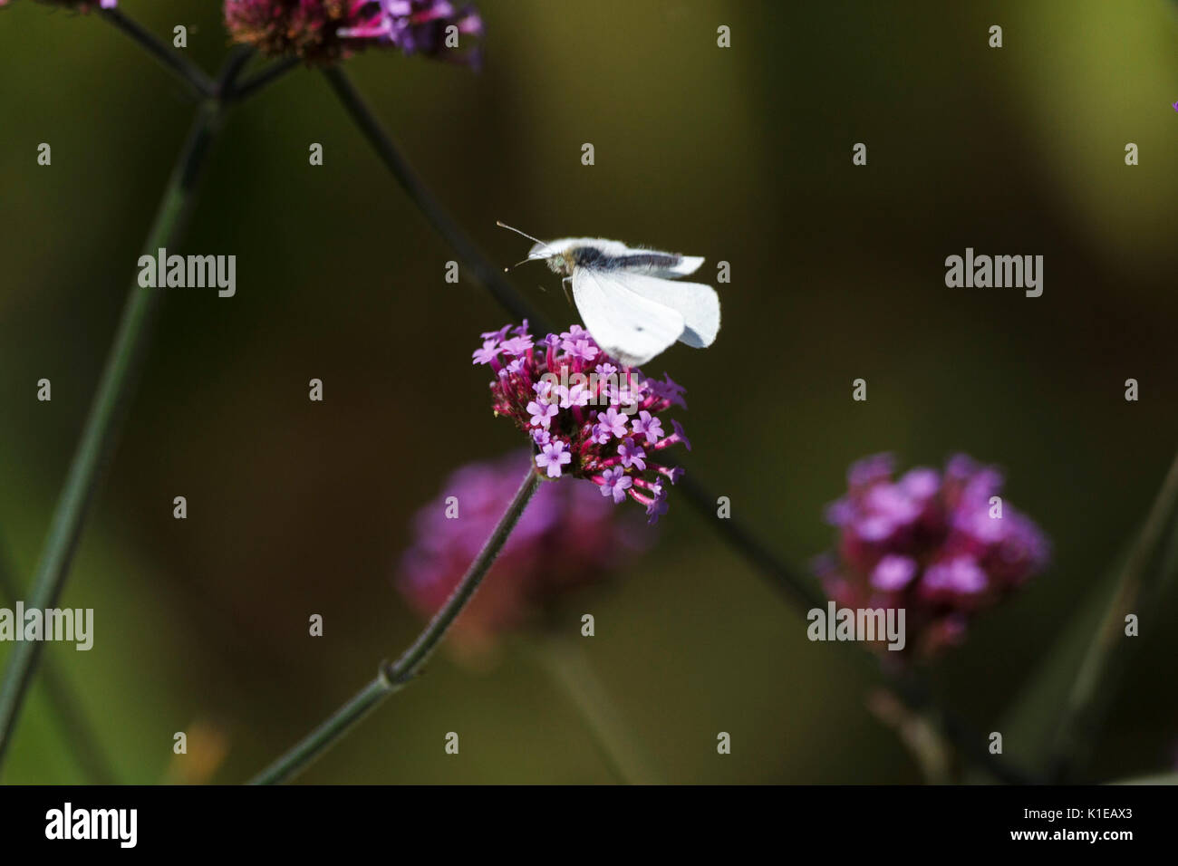 Août 27, 2017. Météo britannique. Les petits papillons blancs (Pieris rapae) nourrir chez les plantes de verveine par un chaud matin dans l'East Sussex, UK Crédit : Ed Brown/Alamy Live News Banque D'Images