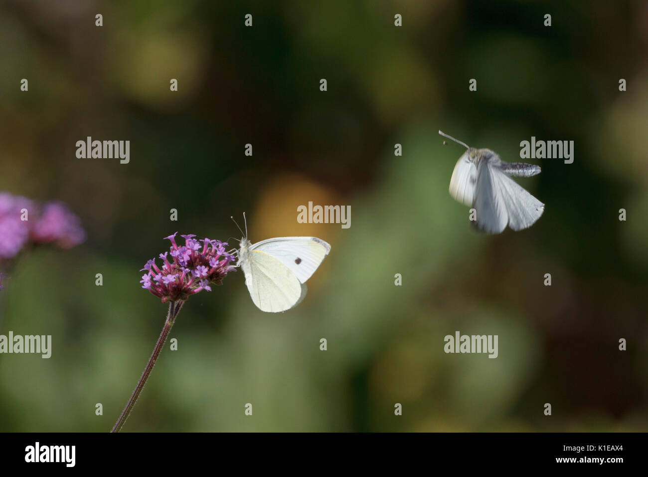 Août 27, 2017. Météo britannique. Les petits papillons blancs (Pieris rapae) nourrir chez les plantes de verveine par un chaud matin dans l'East Sussex, UK Crédit : Ed Brown/Alamy Live News Banque D'Images