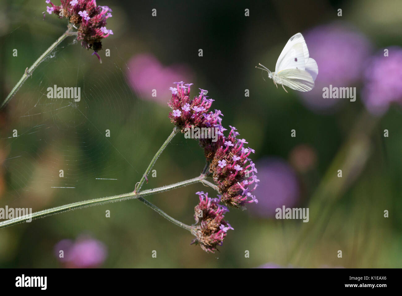 Août 27, 2017. Météo britannique. Les petits papillons blancs (Pieris rapae) nourrir chez les plantes de verveine par un chaud matin dans l'East Sussex, UK Crédit : Ed Brown/Alamy Live News Banque D'Images