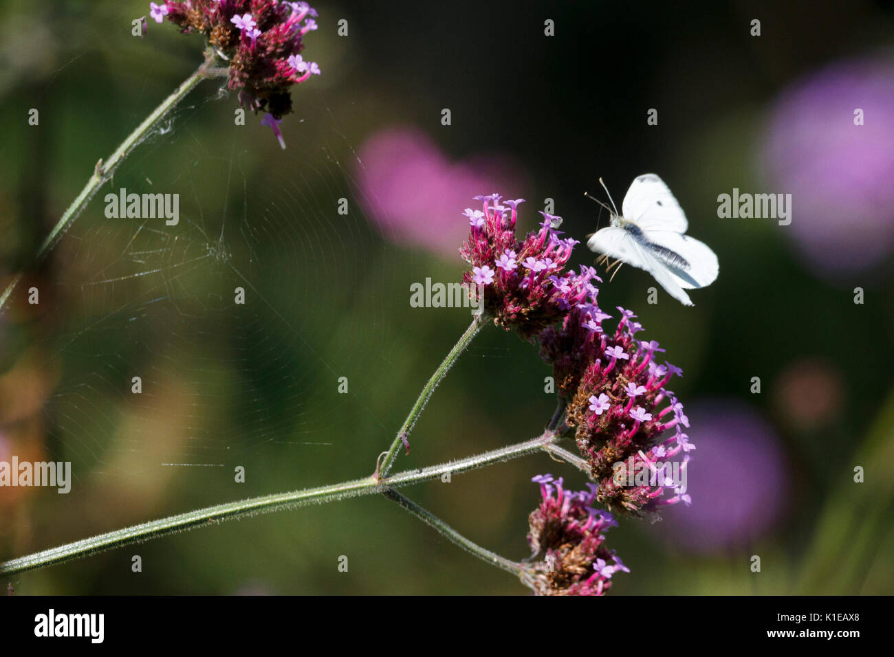 Août 27, 2017. Météo britannique. Les petits papillons blancs (Pieris rapae) nourrir chez les plantes de verveine par un chaud matin dans l'East Sussex, UK Crédit : Ed Brown/Alamy Live News Banque D'Images