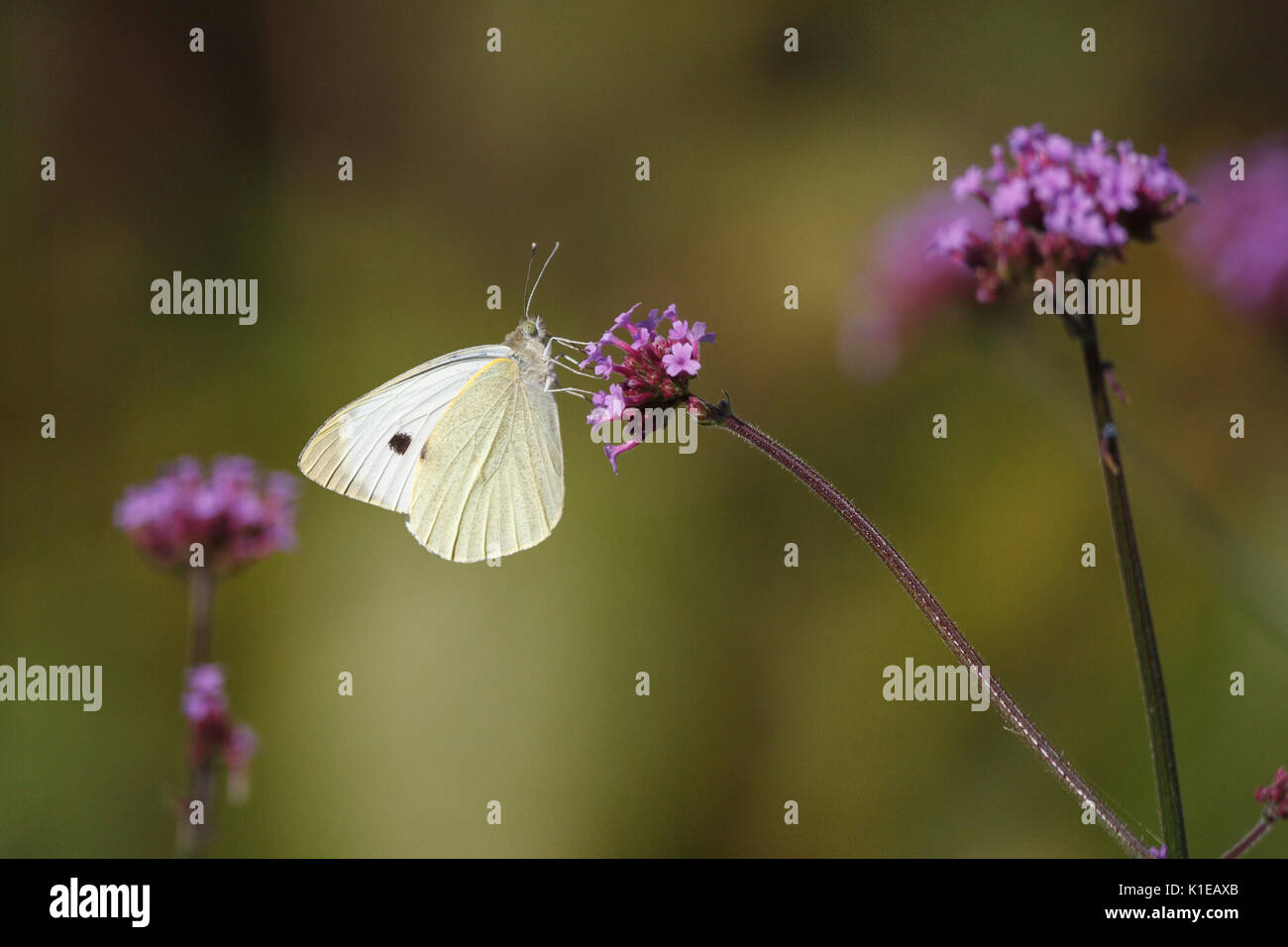 Août 27, 2017. Météo britannique. Les petits papillons blancs (Pieris rapae) nourrir chez les plantes de verveine par un chaud matin dans l'East Sussex, UK Crédit : Ed Brown/Alamy Live News Banque D'Images