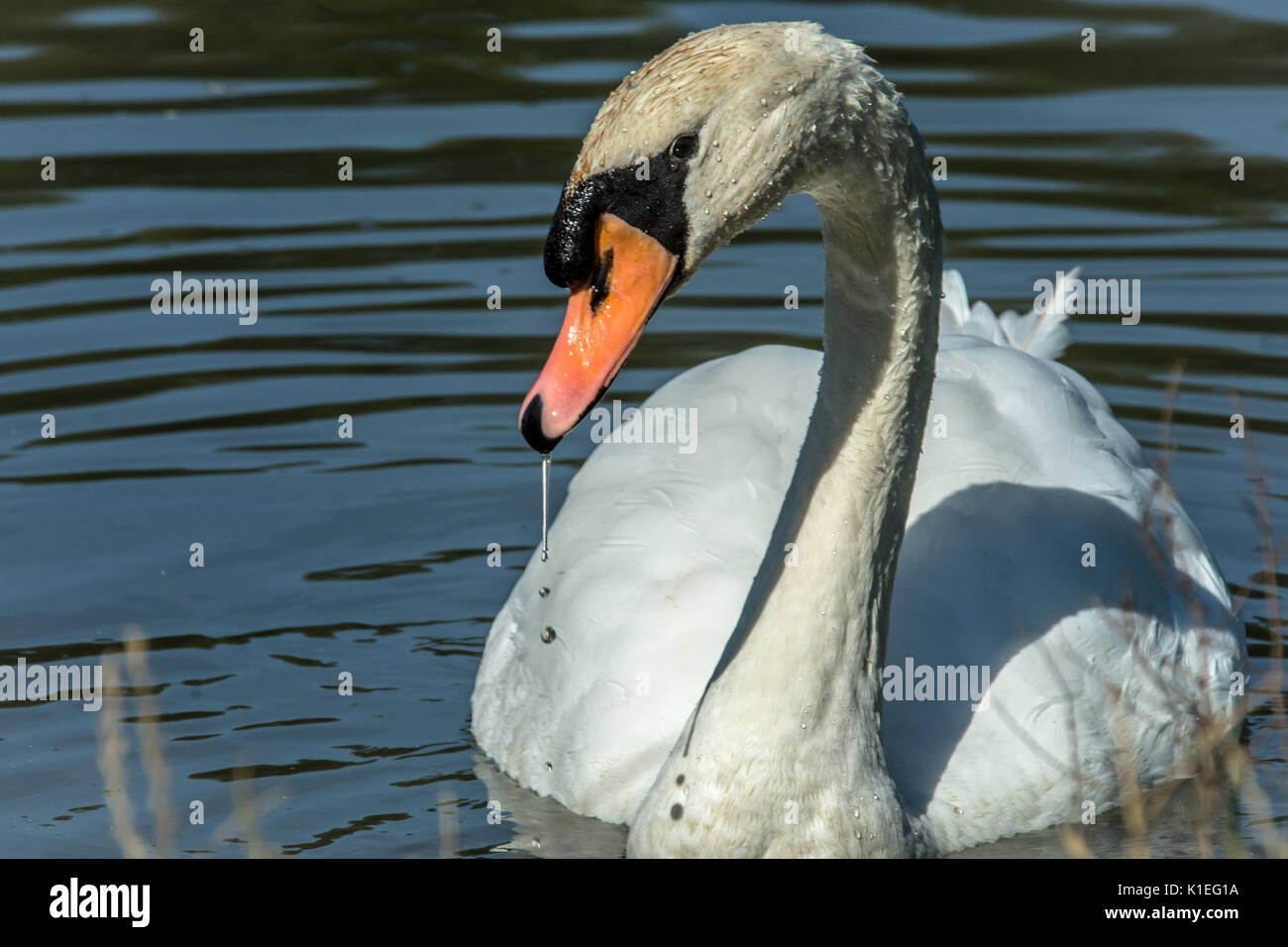 Melton Mowbray, UK. 27 août, 2017. Matin lumineux chaude journée pour les visiteurs et de la faune à l'échelle locale country park avec cygnes, canards au soleil. Marcher le long de la famille sentiers nature spotting libellules et Buterflies, . Clifford Norton/Alamy Live News Banque D'Images