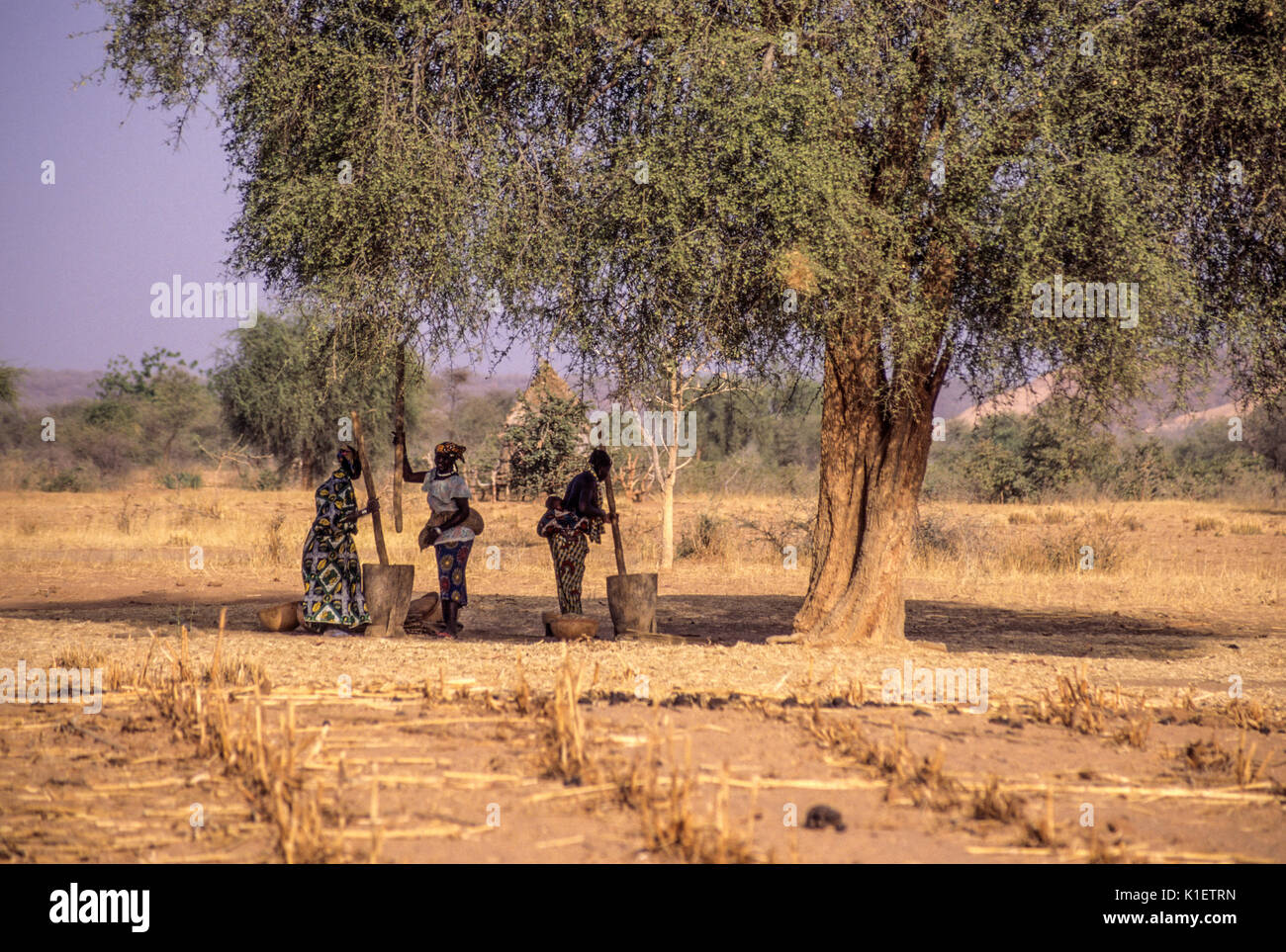 Le Niger, Afrique de l'Ouest, Doutouel Village. Les femmes du village battre le mil pour faire de la farine à l'ombre d'un Acacia à la mi-journée. Banque D'Images