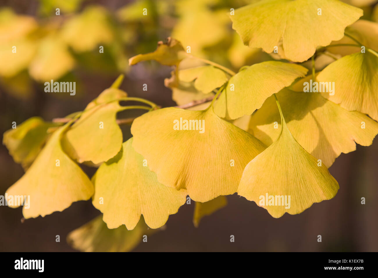 Les feuilles de ginko jaune au soleil sur une journée d'automne Banque D'Images