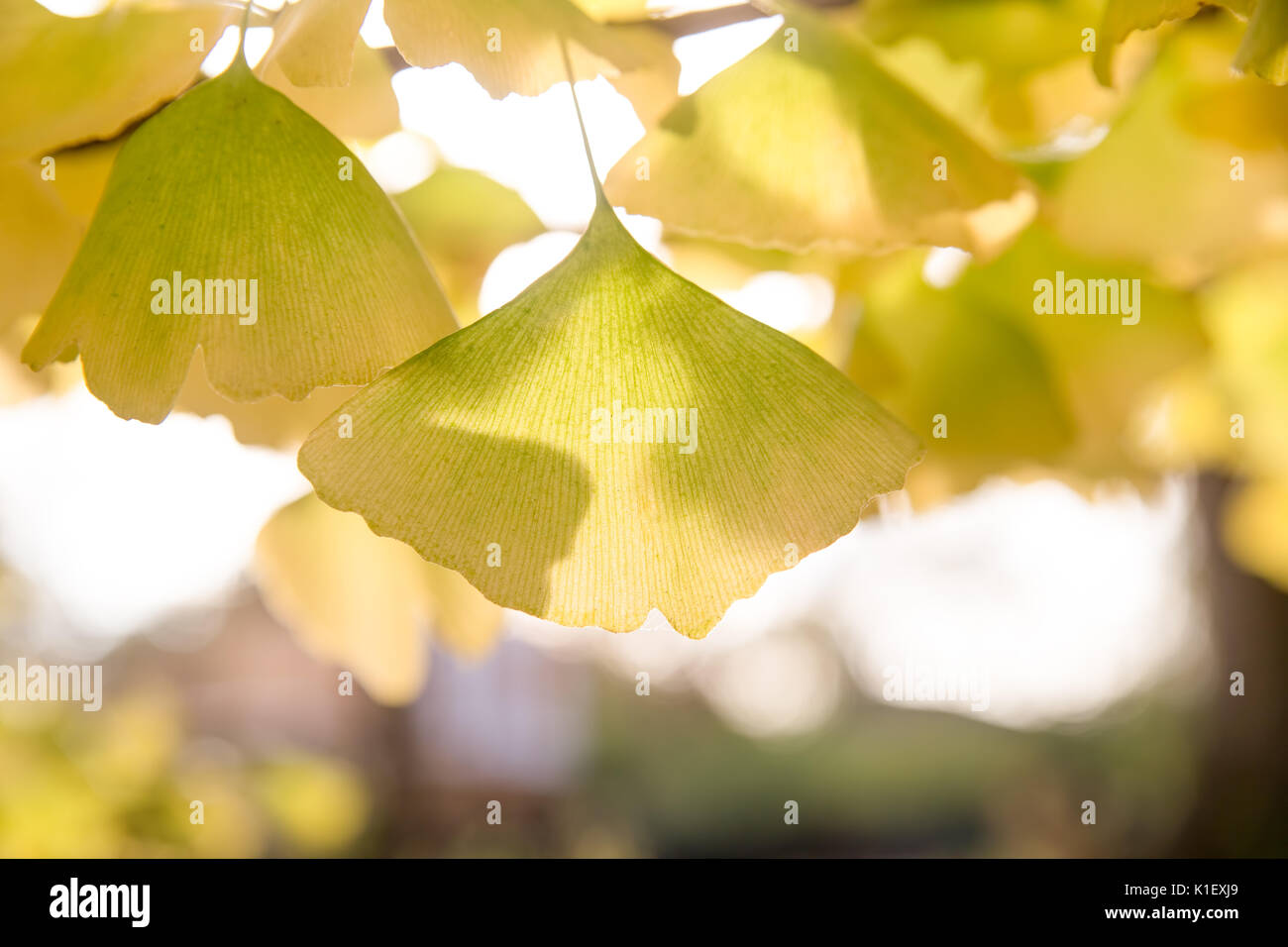 Ginko jaune feuilles sur une branche par le soleil d'automne rétroéclairé Banque D'Images