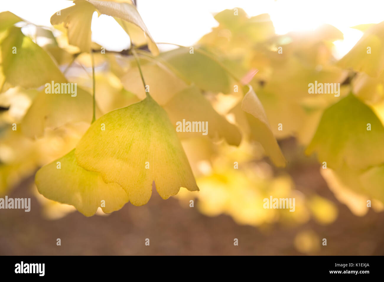 Ginko jaune les feuilles des arbres à l'automne avec le soleil qui rayonne à travers les branches Banque D'Images