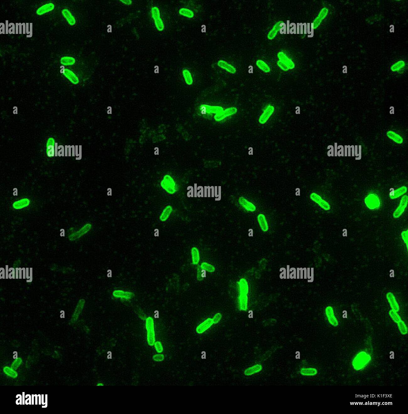 Yersinia pestis, tache d'immunofluorescence directe (IFD), 100x. L'identification positive du bacille peut être facilité par l'application de teinture et de DFA son affinité pour l'antigène capsulaire de Y. pestis. Image courtoisie CDC/avec la permission de Larry Stauffer, Laboratoire de santé publique de l'état de l'Oregon, 2002. Banque D'Images