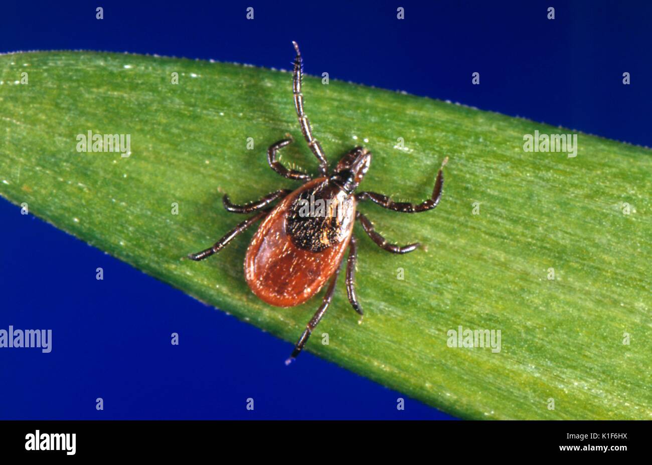 Ces ''tiques à pattes noires'', Ixodes scapularis, sont disponibles sur une large gamme d'hôtes, dont les mammifères, oiseaux et reptiles. Tiques à pattes noires, I. scapularis sont connus pour transmettre la maladie de Lyme, Borrelia burgdorferi, pour l'homme et les animaux au cours de l'alimentation, lorsqu'ils insèrent leurs pièces buccales dans la peau d'un hôte, et lentement prendre dans le sang de l'hôte riche en éléments nutritifs. Image courtoisie CDC/Michael L. Levin, Ph. D. 1990. Banque D'Images