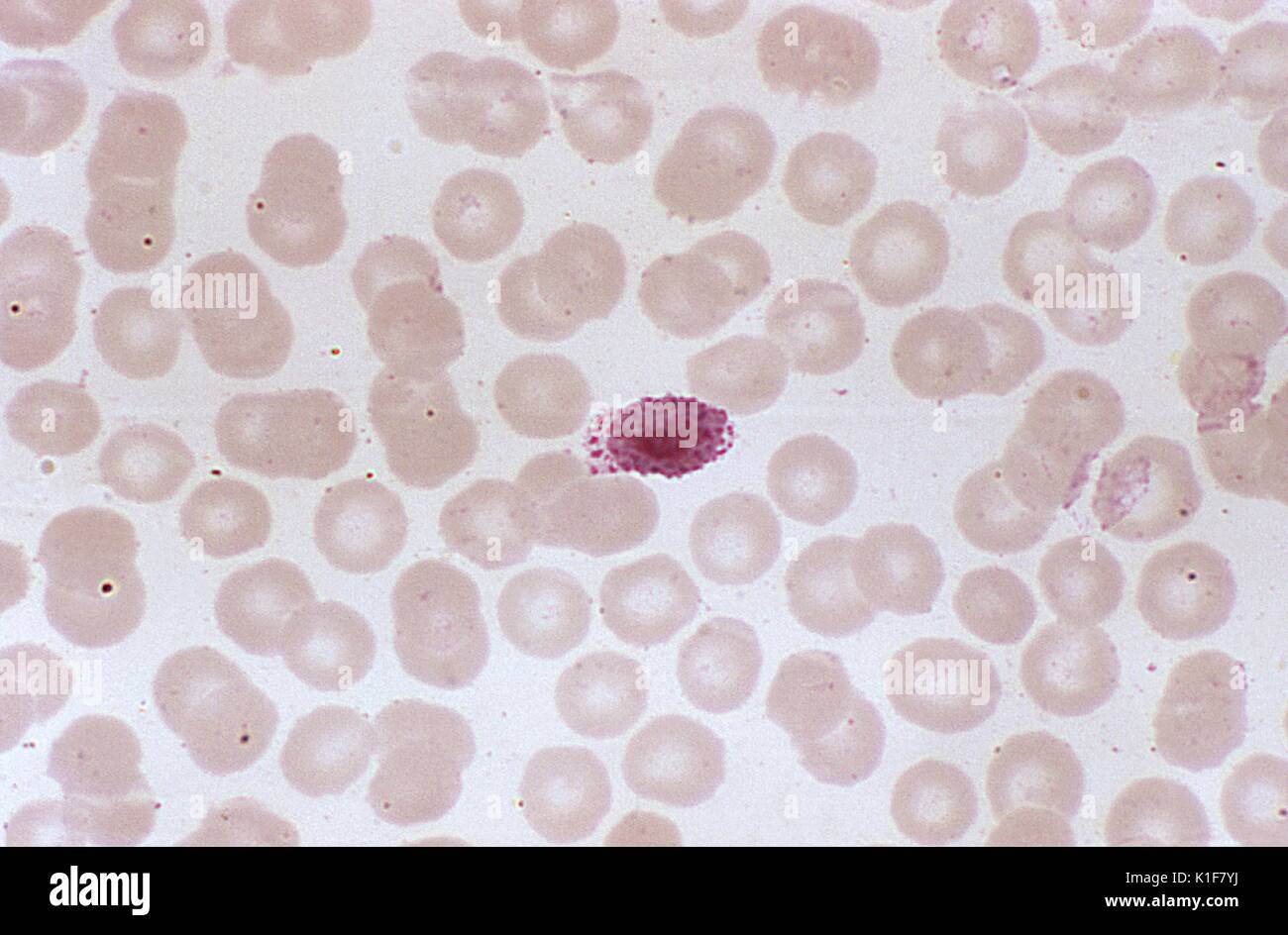 Cette microphotographie montre une microgametocyte Plasmodium ovale dans un ovale globules rouges (RBC), Mag. 1000X. Les gamétocytes, homme (microgametocytes macrogametocytes) et femelle (), sont ingérés par un moustique anophèle lors d'un repas de sang. Les parasites ? La multiplication dans le moustique est connu comme le sporogonic cycle. Image courtoisie CDC/Dr. Mae Melvin, 1974. Banque D'Images