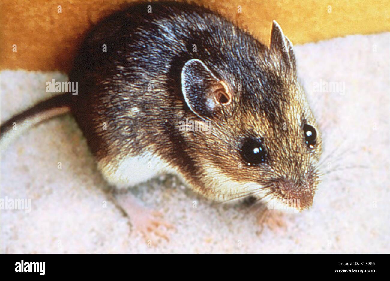 Souris sylvestre, Peromyscus maniculatus, porteur de l'agent virus Sin nombre, de syndrome pulmonaire à hantavirus (SPH) Image Courtesy CDC, 1974. Banque D'Images