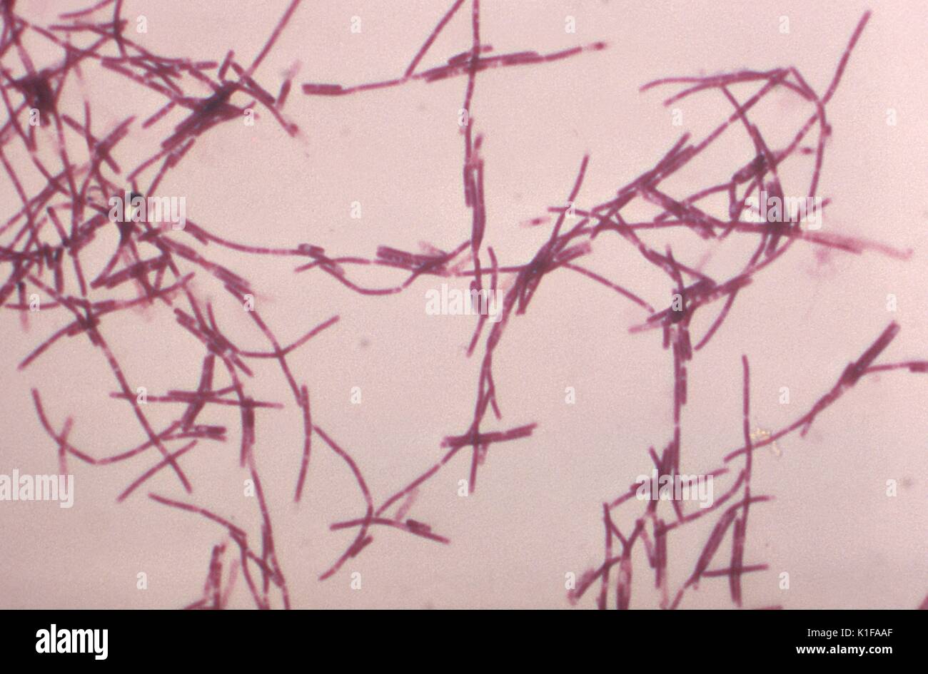 Bacillus subtilis bacteria Banque de photographies et d’images à haute ...