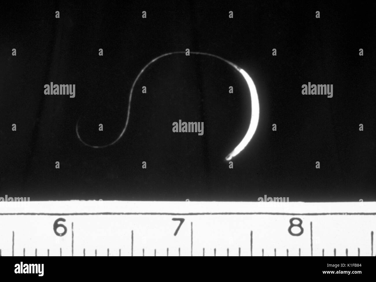 Cette Microphotographie d'un adulte Trichuris femme humain les ankylostomes, révèle que sa taille en centimètres est d'environ 4cm. La femelle T. trichiura worms commencent à pondre dans le cæcum et le côlon ascendant, 60 à 70 jours après l'infection. Les vers femelles dans le caecum faire entre 3 et 20, 000, 000 oeufs par jour. La durée de vie des adultes est d'environ 1 an. Image courtoisie CDC/Dr. Mae Melvin, 1982. Banque D'Images