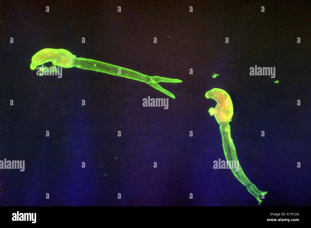 Les cercaires de Schistosoma mansoni . Tache d'immunofluorescence indirecte. Parasite. Image courtoisie CDC/Dr. Sulzer, 1963. Banque D'Images