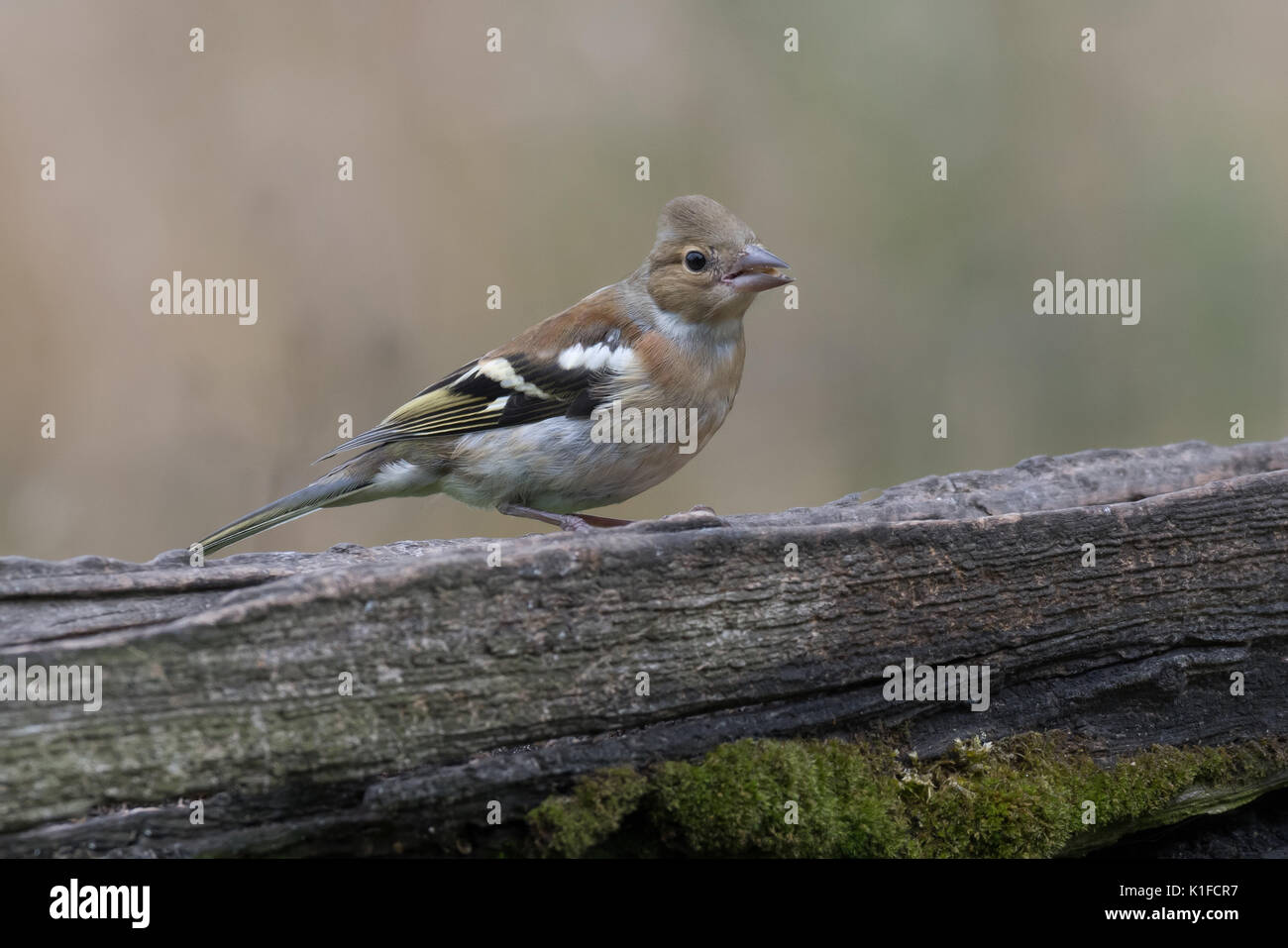 Une femelle pinson perché sur une ancienne porte regardant à droite avec copier du texte autour de l'espace Banque D'Images