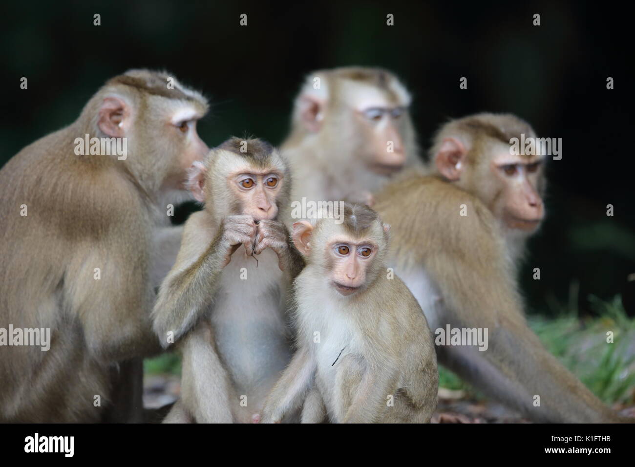 Manger du crabe macaque (Macaca fascicularis) dans le parc national Khao Yai, Thaïlande Banque D'Images