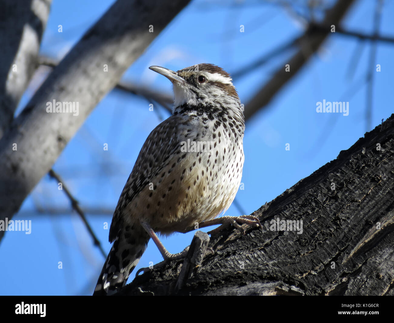 (Campylorhynchus brunneicapillus Cactus wren) - État de l'Arizona - oiseau perché sur une branche dans le sud de l'Arizona, USA Banque D'Images