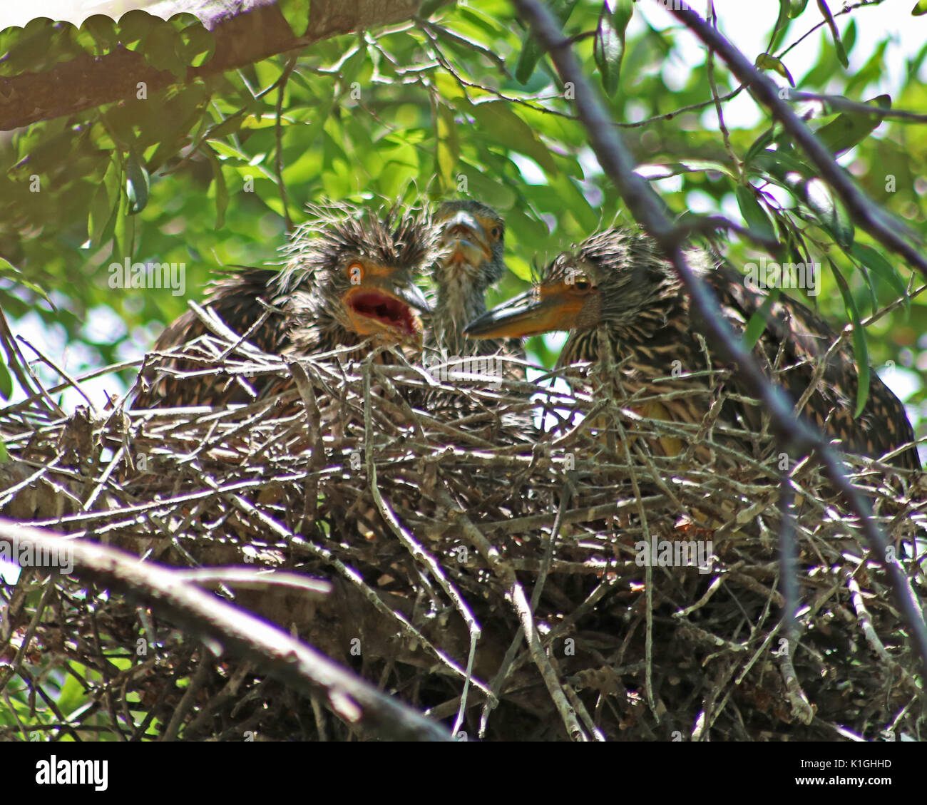 Night Heron trois bébés dans un nid. Ces enfants ont été trouvés le long d'une rivière de la randonnée dans la région de Crystal River préserver de la Floride Banque D'Images