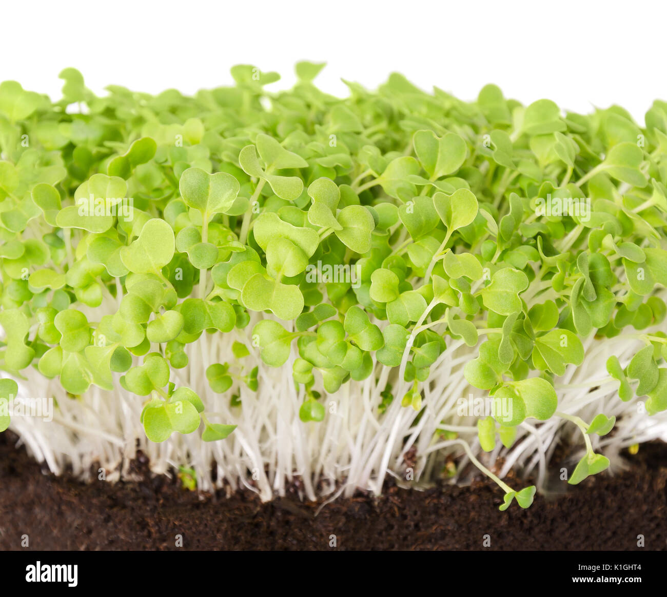 En terreau semis Mizuna vue avant. Les graines germées, légumes, microgreen. Également appelée moutarde japonaise kyona spider ou la moutarde. Banque D'Images