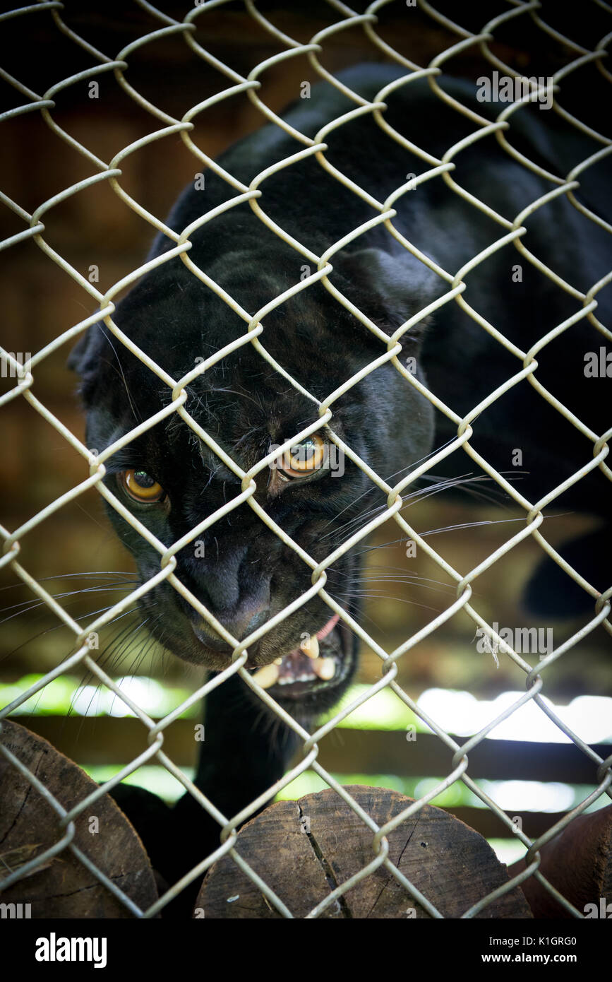La colère du jaguar noir à l'intérieur d'un boîtier rugissants. Banque D'Images