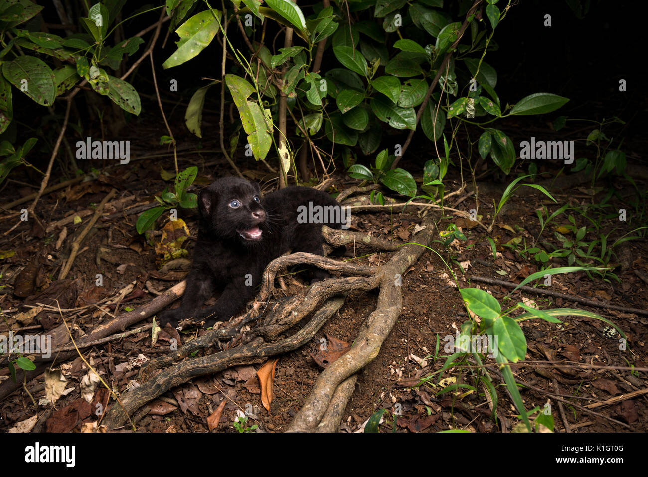 Bébé Jaguar noir en attente de sa mère à l'intérieur d'une forêt au Brésil. Banque D'Images