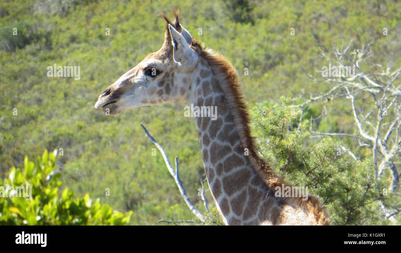 Mignon Bebe Girafe Photo Stock Alamy