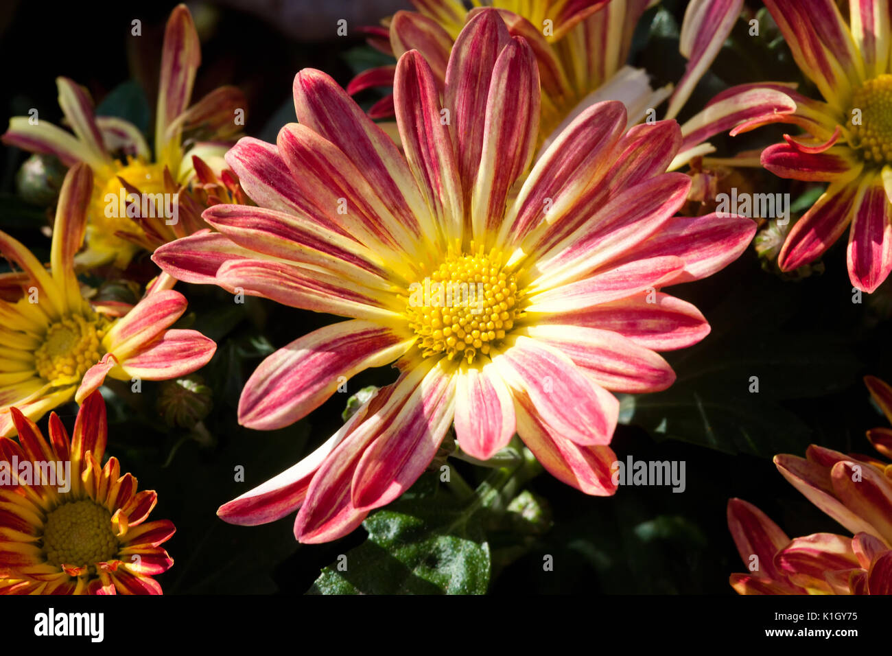 Fleurs D Automne Chrysantheme Feuilles D Erable Sur Le Dessus Marguerite Photo Stock Alamy