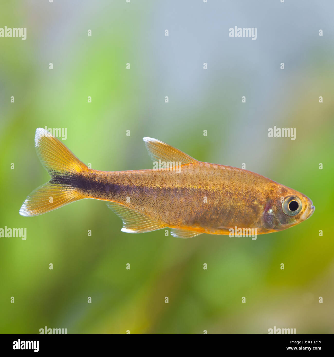 Poissons Daquarium Rosy Tetra Réservoir De La Nature