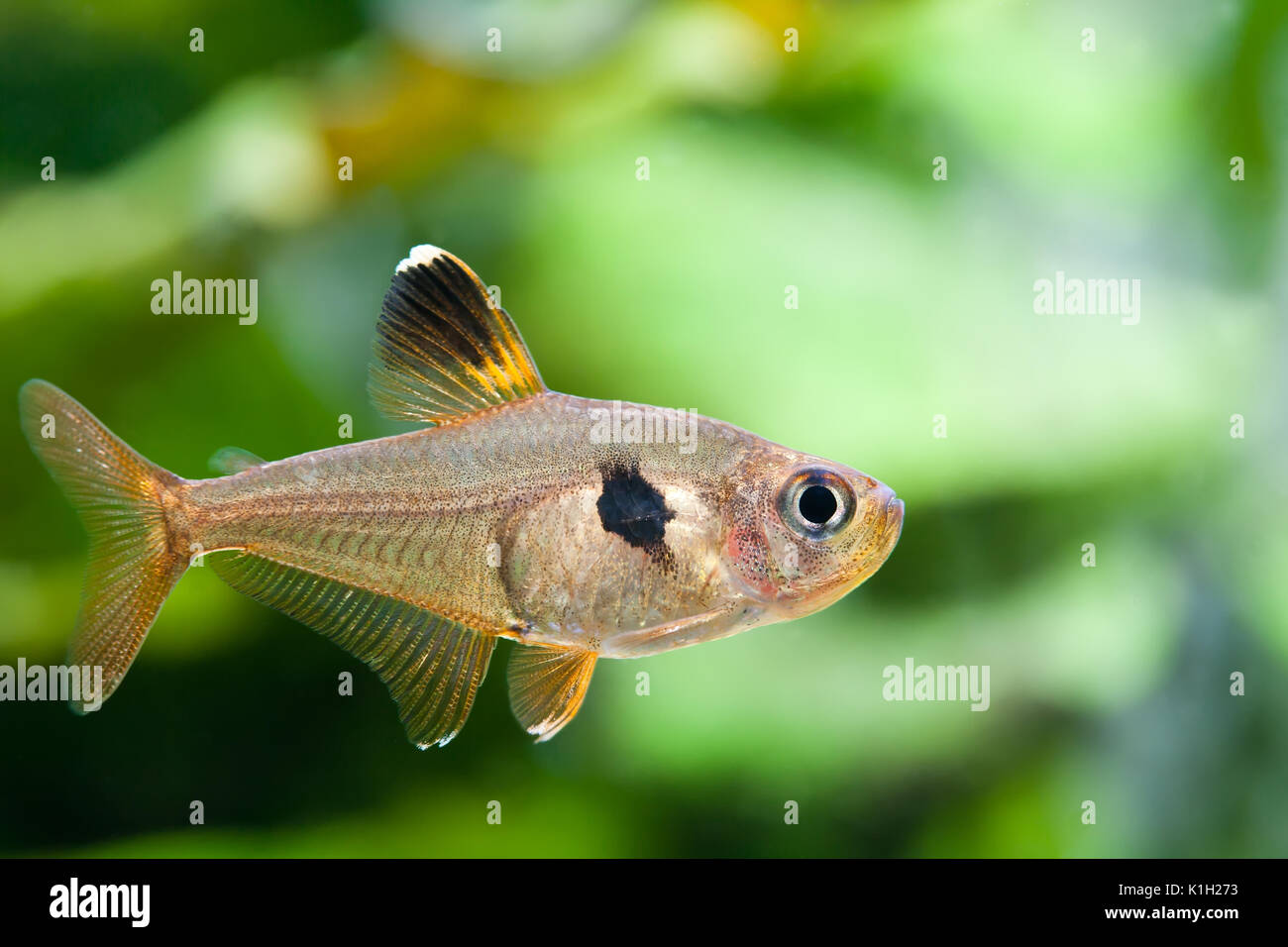 Poissons Daquarium Rosy Tetra Réservoir De La Nature