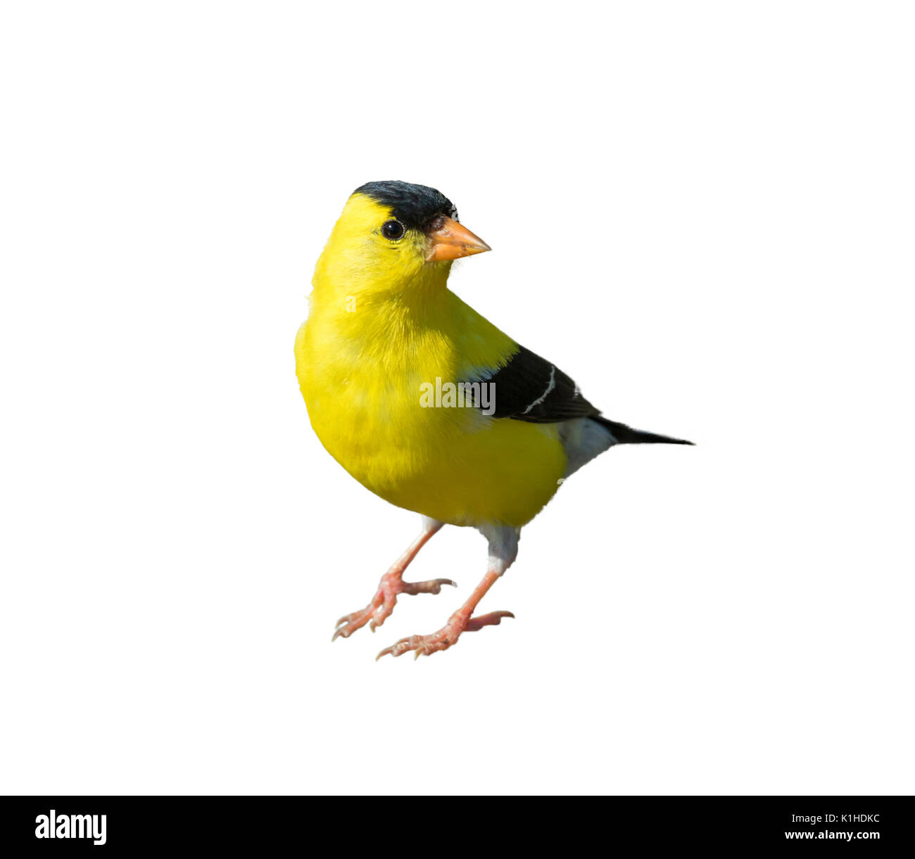Chardonneret jaune (Spinus tristis), mâle adulte, cut-out. Banque D'Images