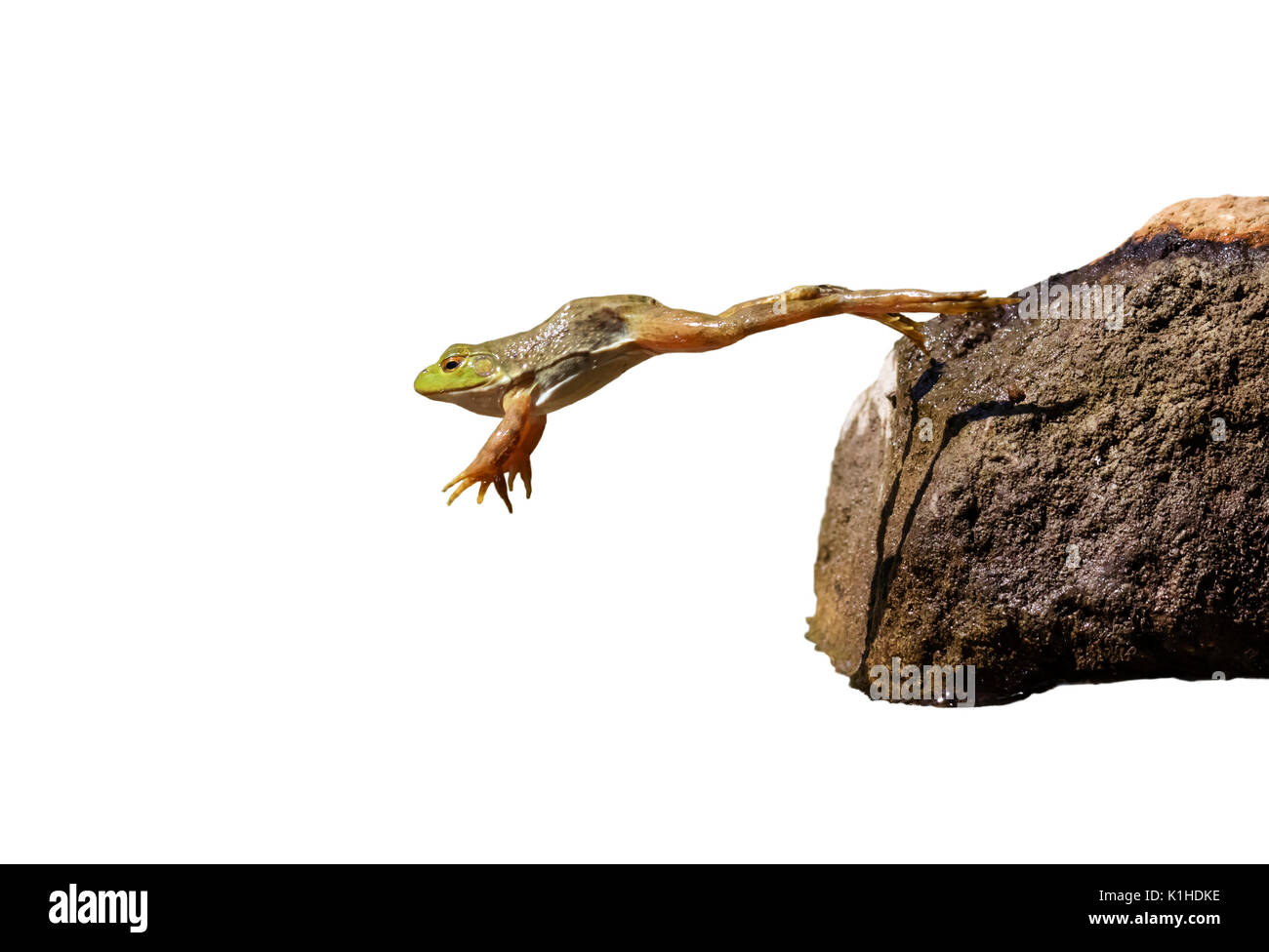 Des profils American Bullfrog (Lithobates catesbeianus) saut, isolé sur fond blanc. Banque D'Images