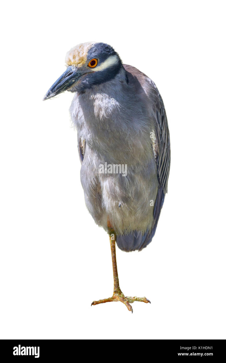 Yellow bihoreaux (Nyctanassa violacea) reposant sur une jambe, isolé sur fond blanc Banque D'Images