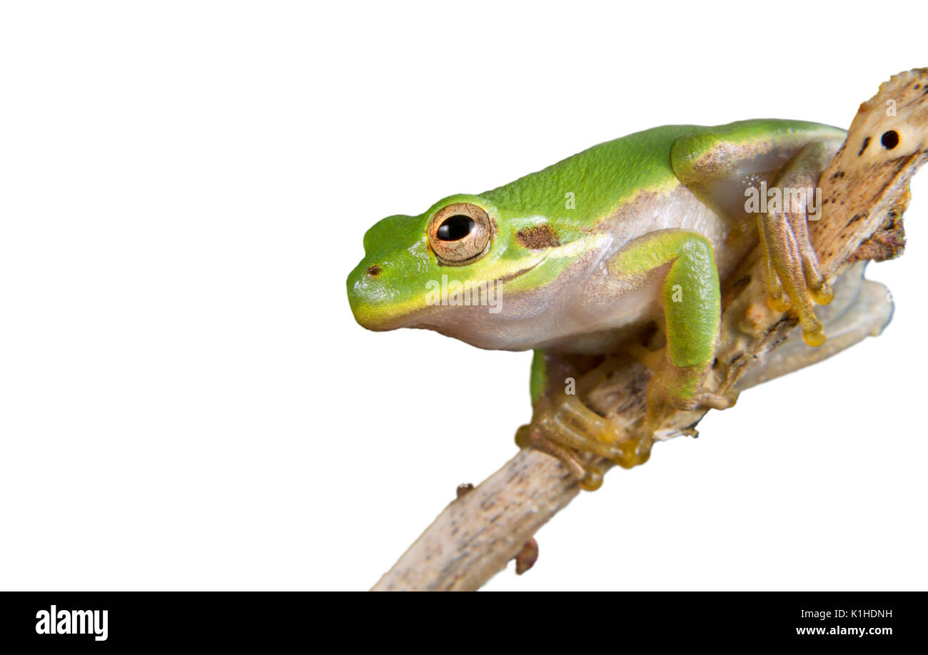 Portrait de grenouille verte américaine (Dryophytes [Hyla] cinereus). Isolé sur fond blanc Banque D'Images